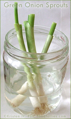 Regrowing Green Onion Sprouts in Water